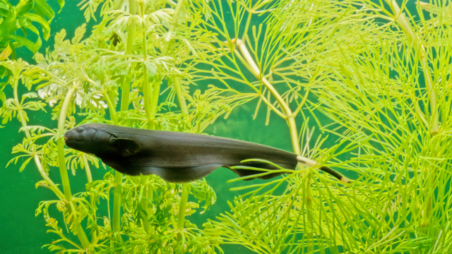 Mengenal Black Ghost Knifefish: Ikan Eksotis dari Amazon