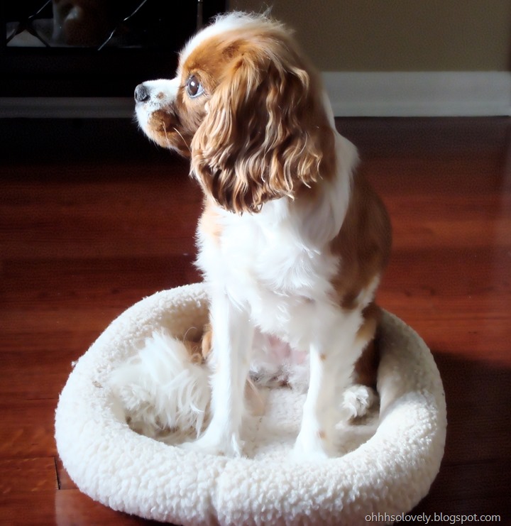 cavalier king charles spaniel