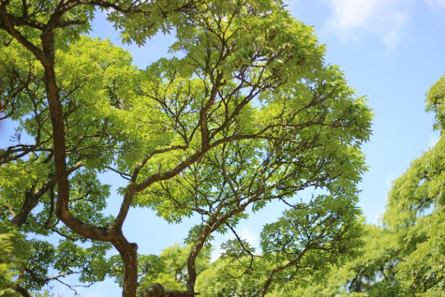 Picturesque trees and sky