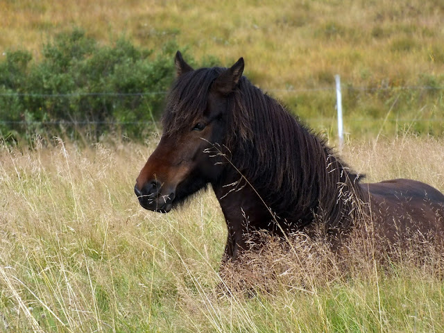 caballos islandeses