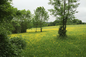 Path to Nash.  Down from Westerham Road.  2 June 2016.