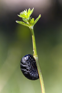 Para ampliar Timarcha sp. (larva) hacer clic