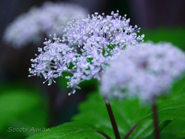 Hydrangea hirta