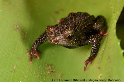 sapo, nova espécie, espécie, animais, santa catarina, frog, sapinhos, anfíbios, anfibio, natureza,  new species, Brazil