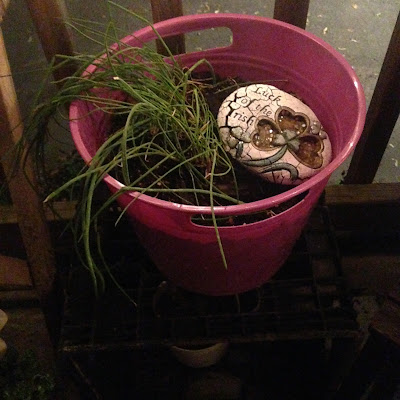 Potted Chive and "Luck of the Irish" Stone Decoration in Herbal Container Garden