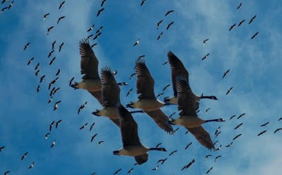 Geese Flying 