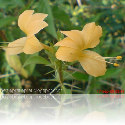 bunga kuning di pinggir kali 05