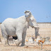 The reality behind the white elephants in the world. Have you seen them ?