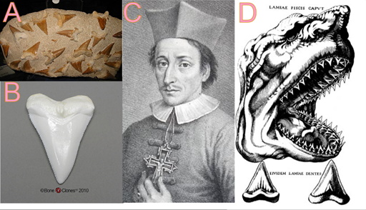 En el siglo XVII existía un tipo raro de roca llamado "Rocas lengua" (A), astas rocas tenían una apariencia similar con los dientes de ciertos peces carnívoros llamados tiburones (B), esta similitud fue reportada por Nicolas Steno (C) en su texto prodromo el cual incluida una ilustración (D).