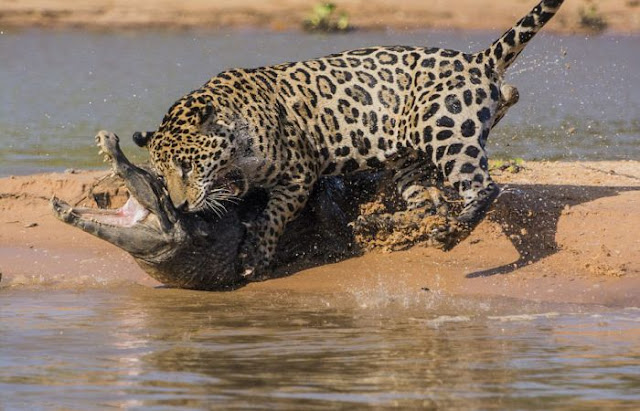 Jaguar attacks Caiman in Brazil