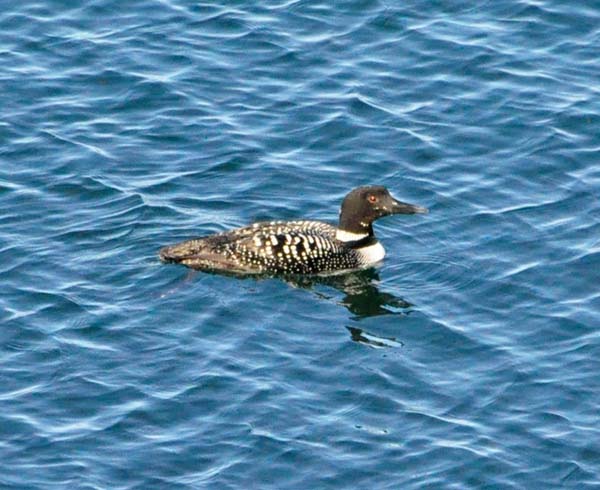common loon in flight. The common loons, however,