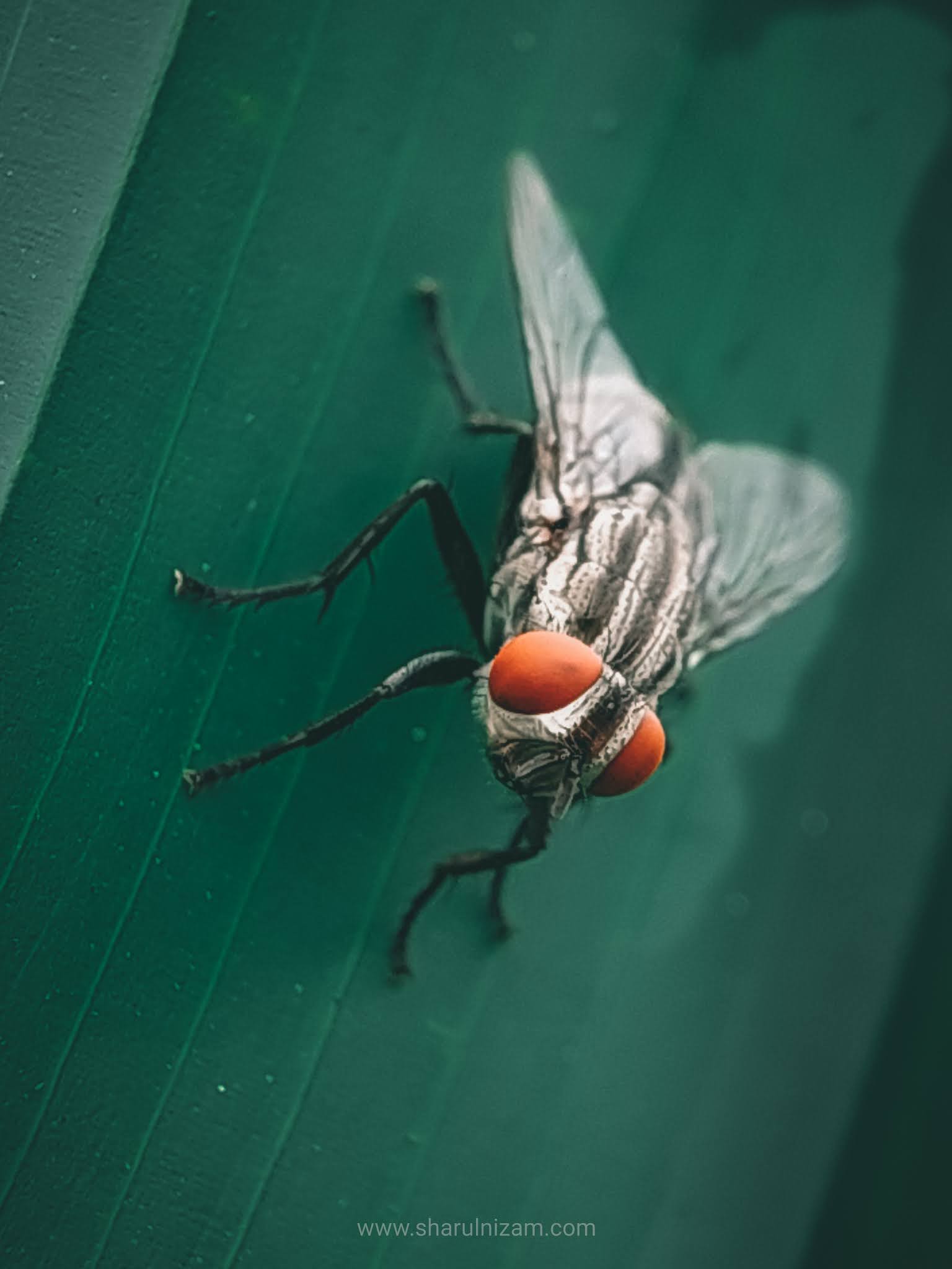 Insects Macro Photography Ideas