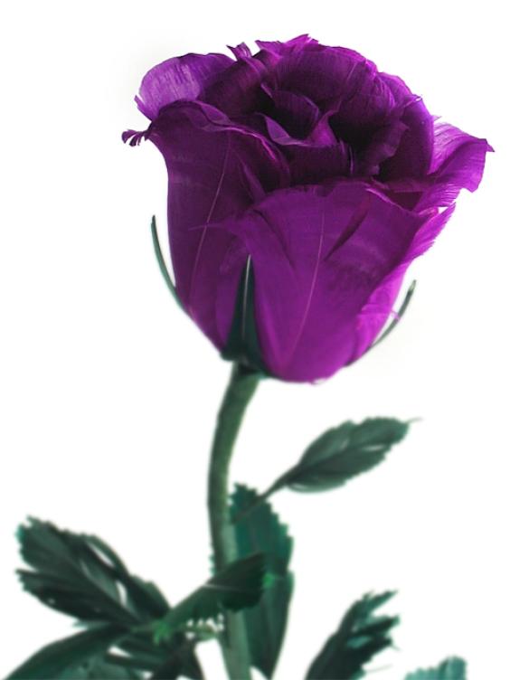 roses. wallpaper purple