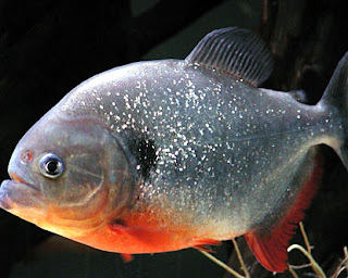 piranha