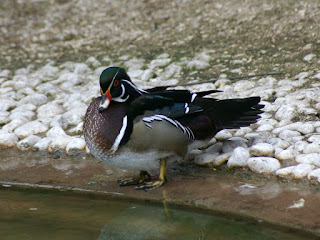 Canard branchu - Canard carolin - Aix sponsa