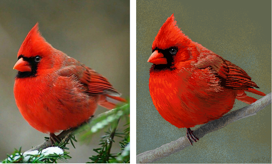 Beauty的電腦小畫家畫作 北美紅雀 學名cardinalis Cardinalis