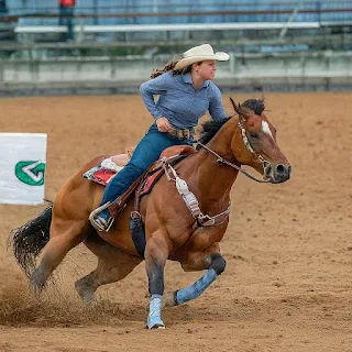American Quarter Horse
