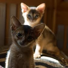 ruddy abyssinian kitten for sale - Tawny - Usual