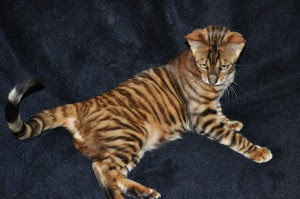 toyger cats