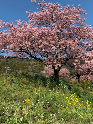 河津桜と菜の花と大根の花