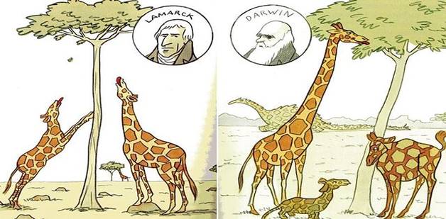 Penjelasan Leher Jerapah  Menurut Teori Evolusi  Darwin dan 