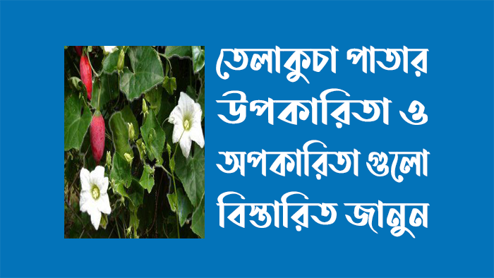 তেলাকুচা পাতার উপকারিতা ও অপকারিতা - তেলাকুচা পাতার ঔষধি গুন