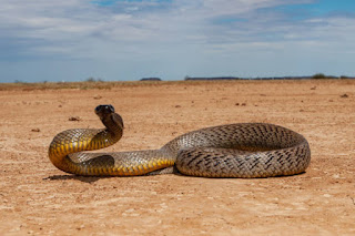 a snake in the desert