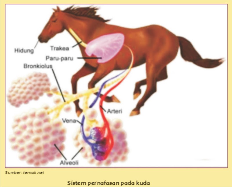 60+ Tergokil Alat Pernapasan Hewan Mamalia Adalah