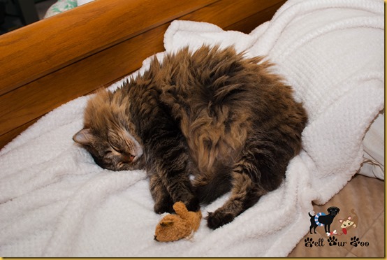Matilda with kitty bear WW November 7th (©Bell Fur Zoo)-1