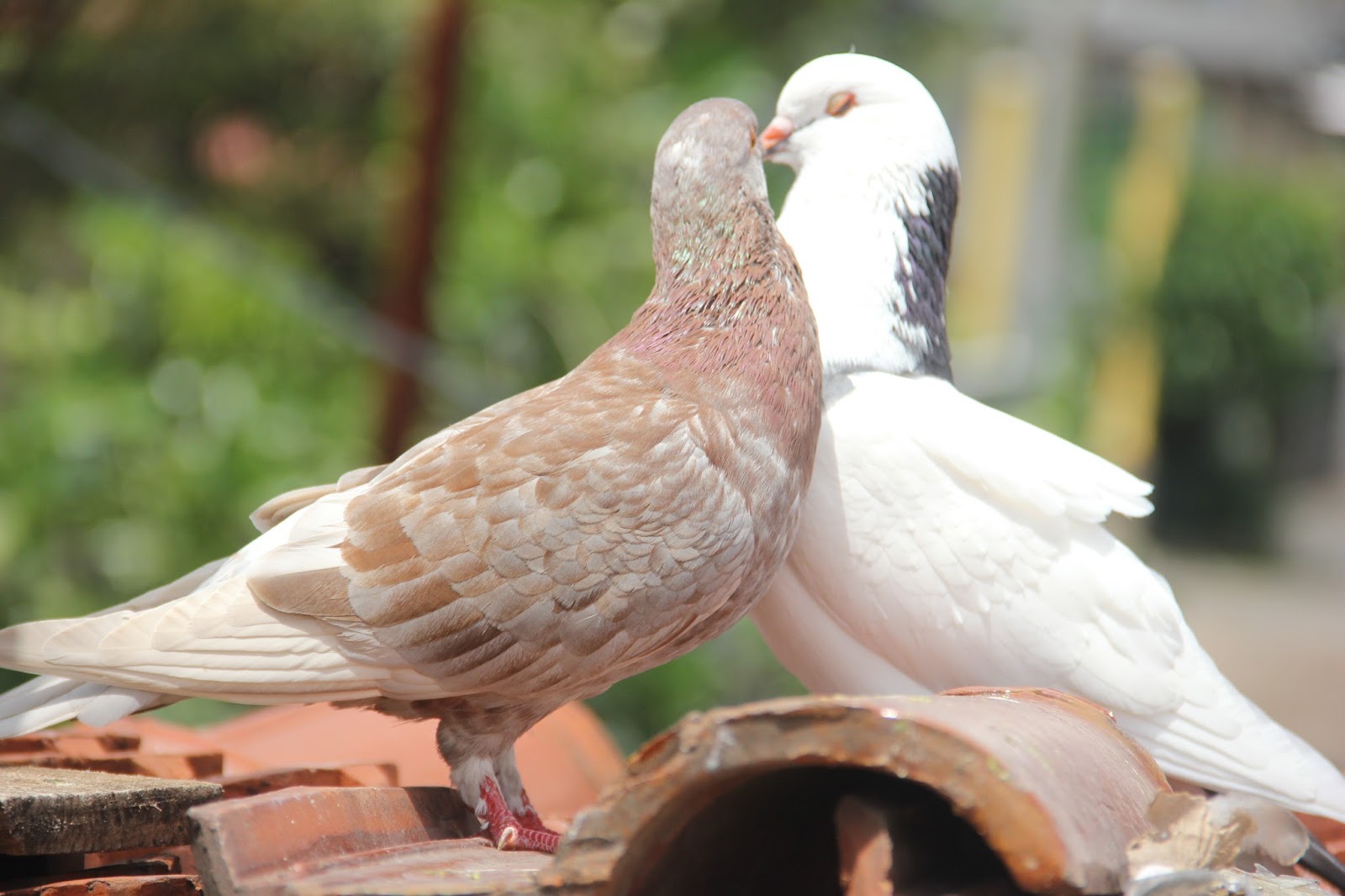 camperenik project BETERNAK BURUNG  MERPATI 