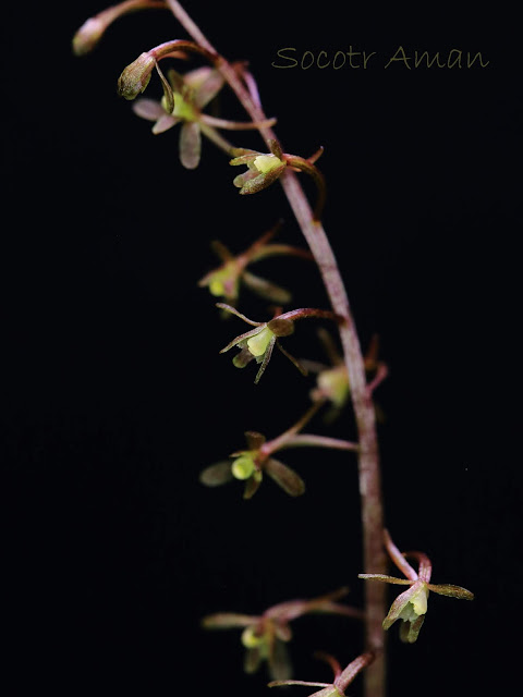 Tipularia japonica