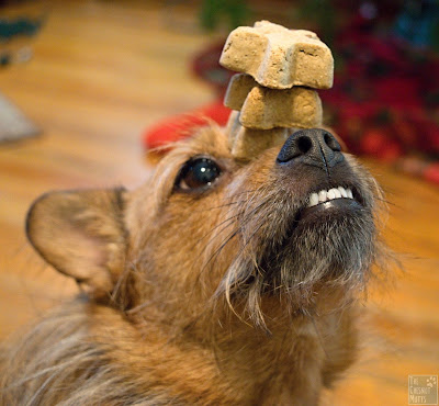 Jada balancing Blue Santa Snack Dog Treats