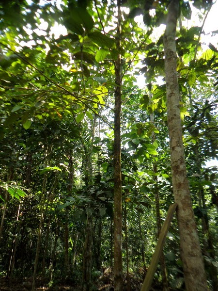 Borneo Etnik dan Budaya: Kebun Orang Dayak