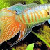 Paradisefish - Fancy Freshwater Fish