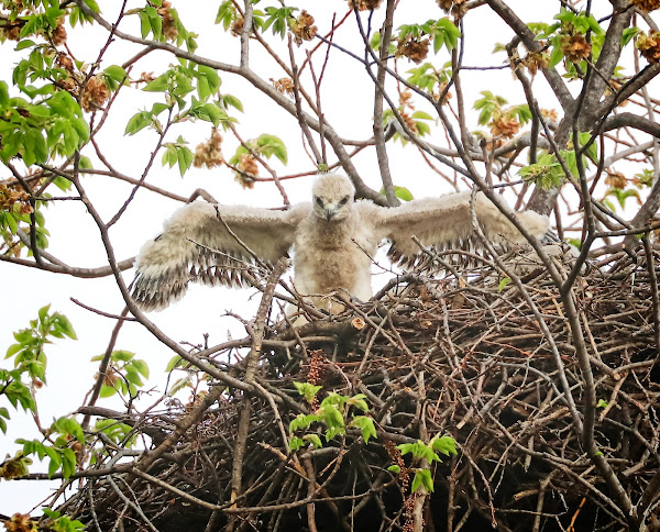 Fuzzy red-tailed hawk nestling
