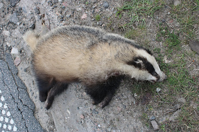 Wasbeerhond - Marterhûn - Nyctereutes procyonoides