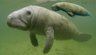 Sea cow sea animal