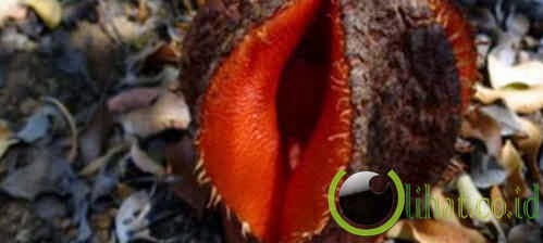 Hydnora Africana