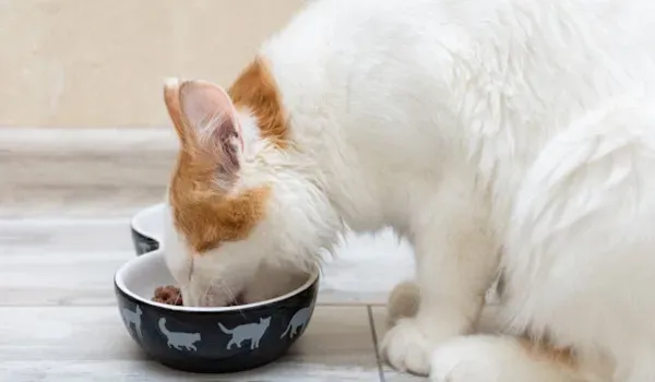 wet cat food: which is better