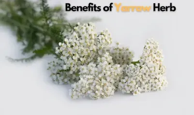 Health Benefits of Yarrow Herb