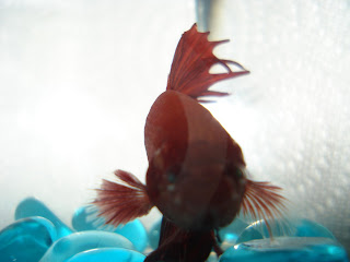 betta