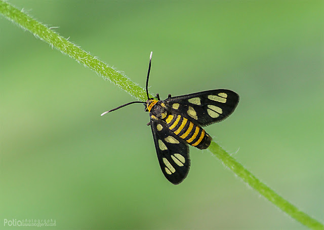 makro di paya indah wetlands