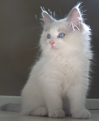 Ragdoll cats pictures