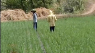 Petani di Madiun Siap Panen Saat Sawah Lain Dilanda Kekeringan - Saat petani di daerah lain dipusingkan karena padi mereka mati akibat kekeringan, petani di Kecamatan Wonoasri, Kecamatan Balarejo, dan Kecamatan Madiun, Jawa Timur justru sedang sibuk menggarap sawah mereka. ratusan hektare sawah di 3 kecamatan diperkirakan tidak akan mengalami kekeringan hingga padi siap dipanen.