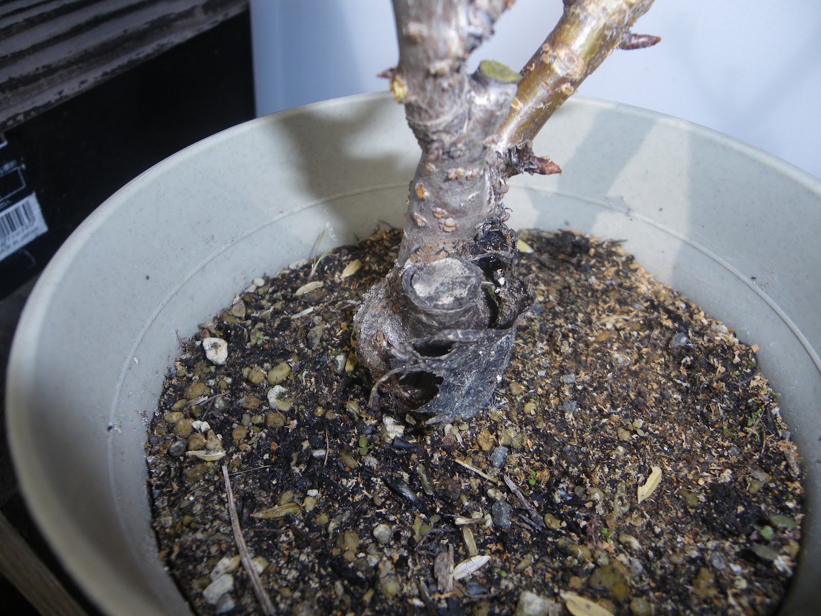 旭山桜 一才桜 を購入する前に 絶対に確認したいポイント メダカの大工