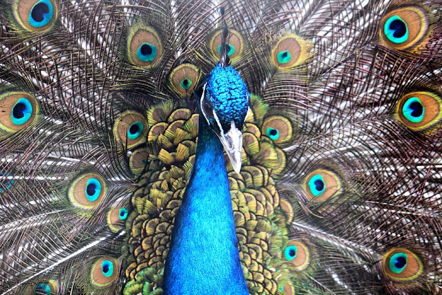 Beautiful Indian Peacock HD Wallpaper Free