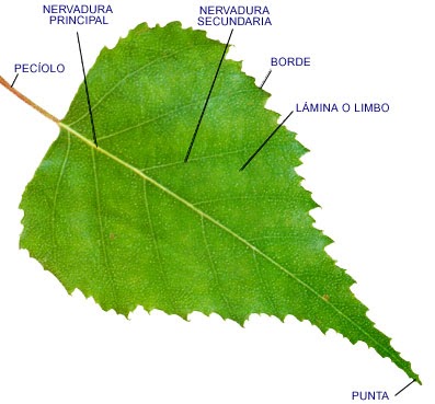 Funciones de la hoja de calculo