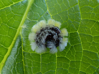 Ctenucha virginica - Cténuche de Virginie