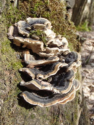 Trametes versicolor wrośniak różnobarwny