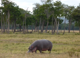 hippo.jpg